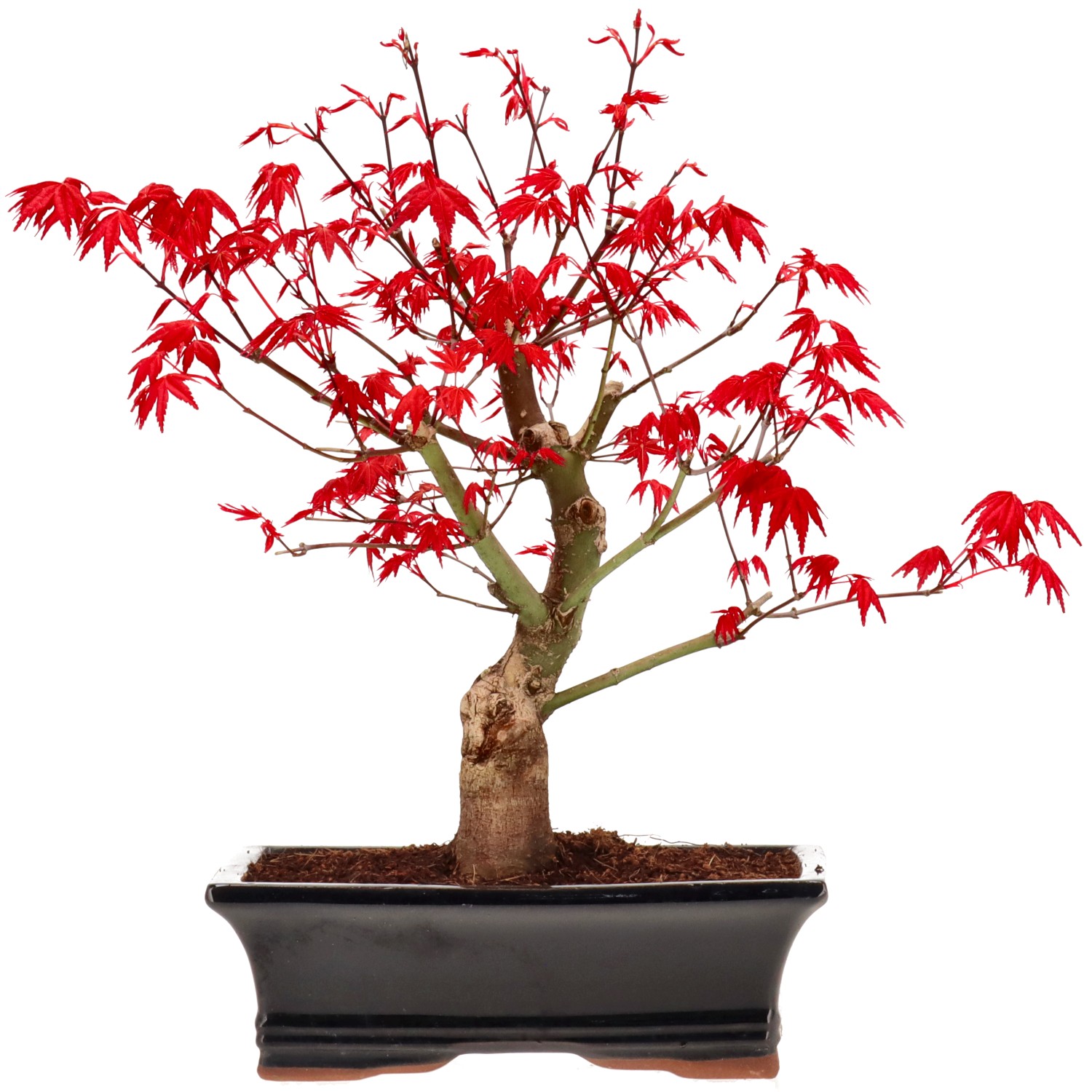 Jap. Fächerahorn (Deshojo), veredelt, ca. 14 J. (35 cm)