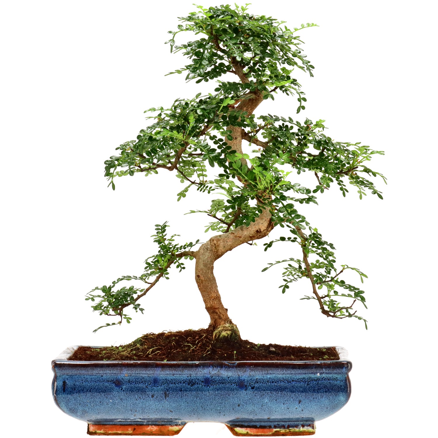 Pfefferbaum, ca. 16 J. (40 cm)