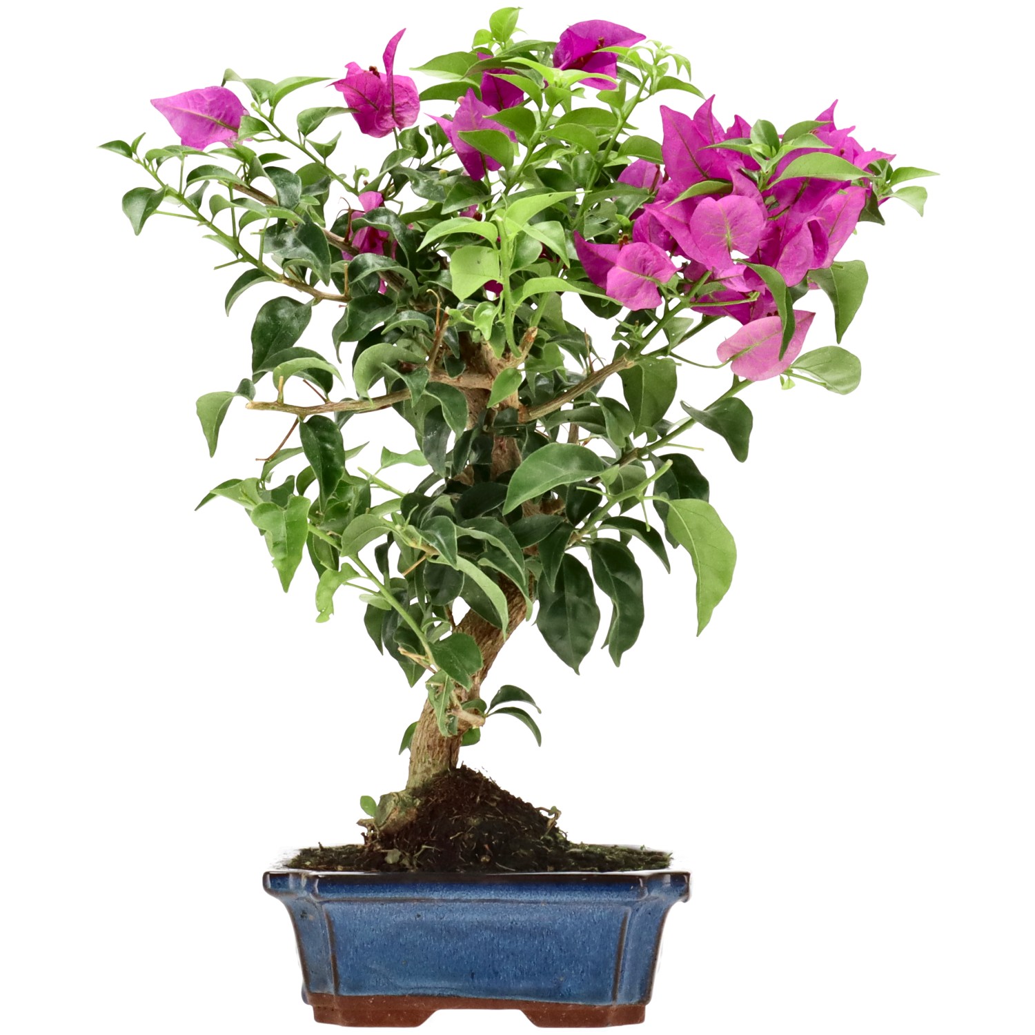 Bougainvillea (Drillingsblume), ca. 10 J. (36 cm)
