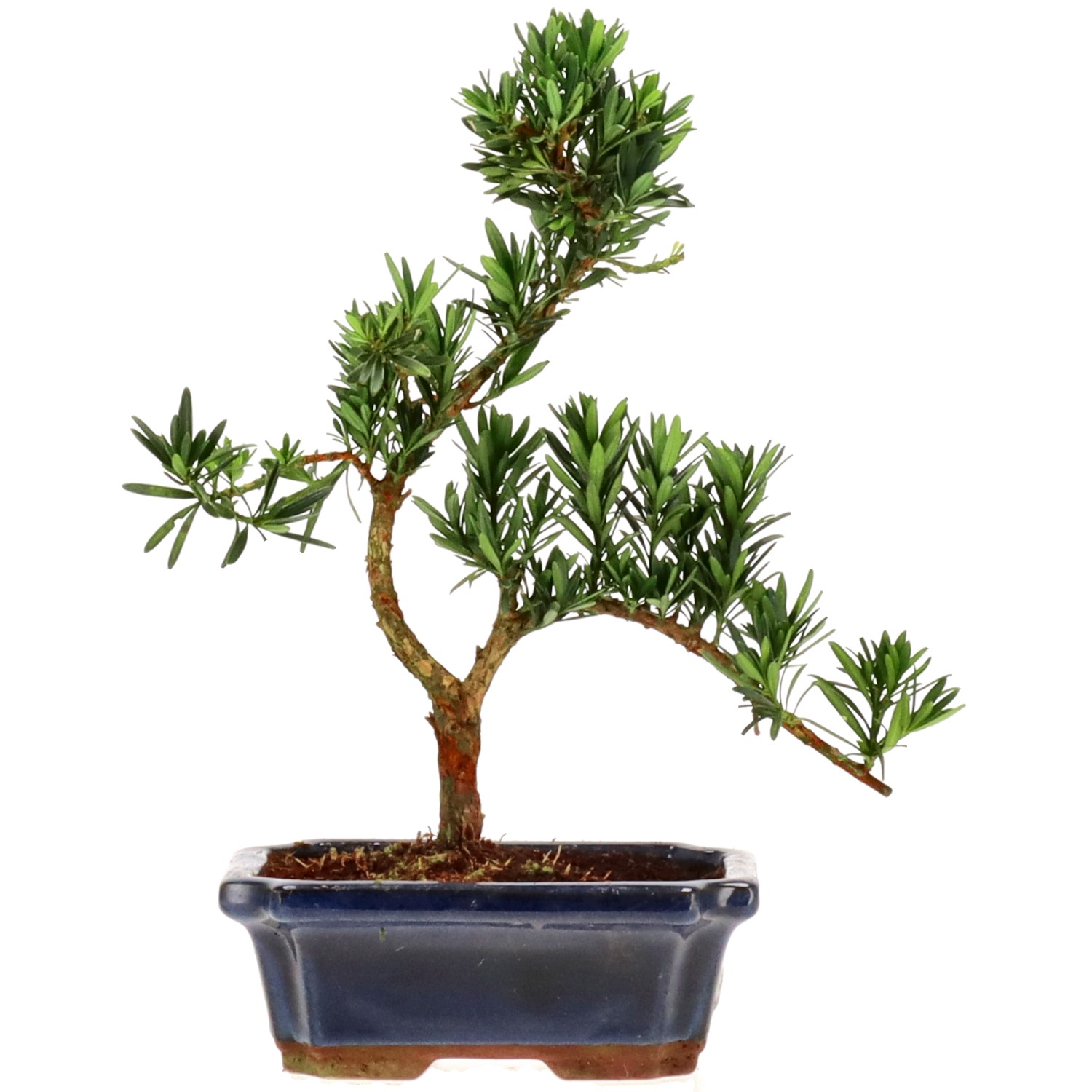 Buddhist pine, approx. 9 y. (27 cm)