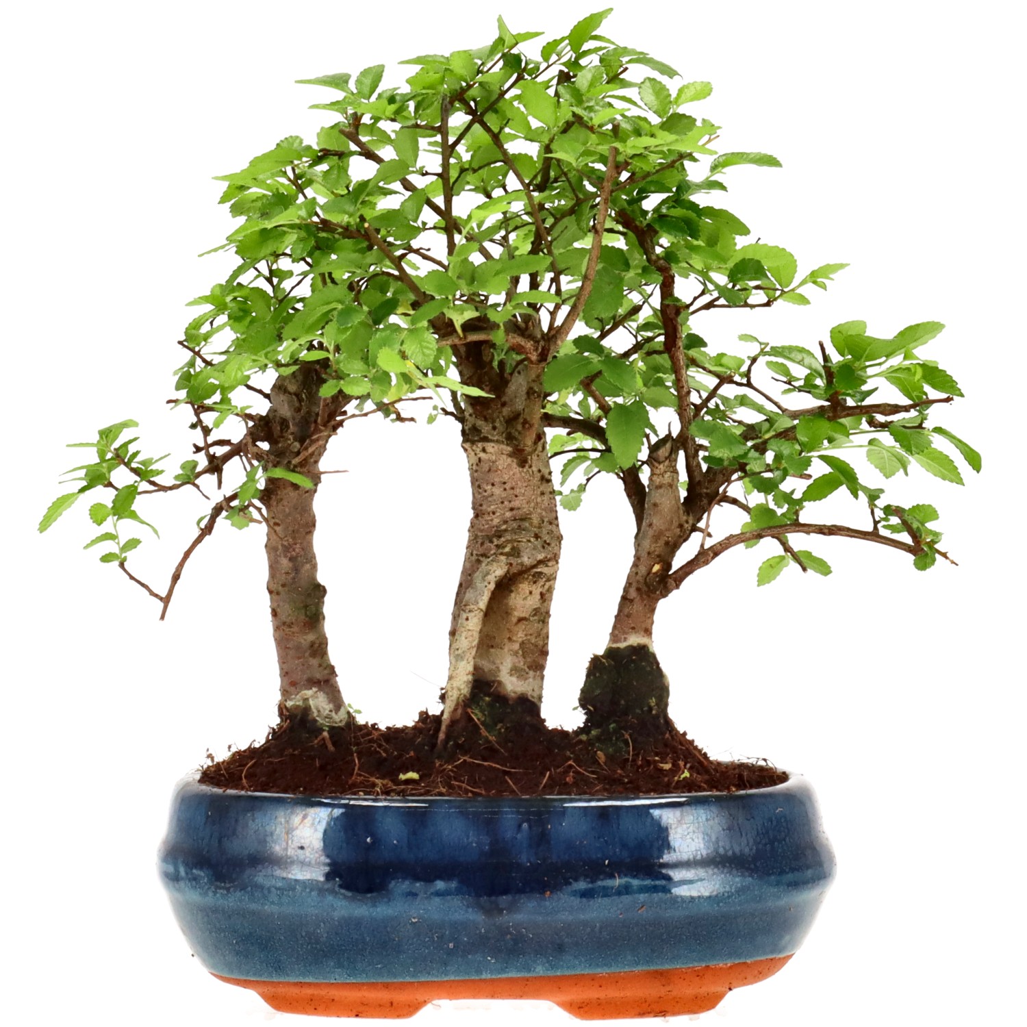 Chin. Ulme, ca. 10 J. (22 cm)