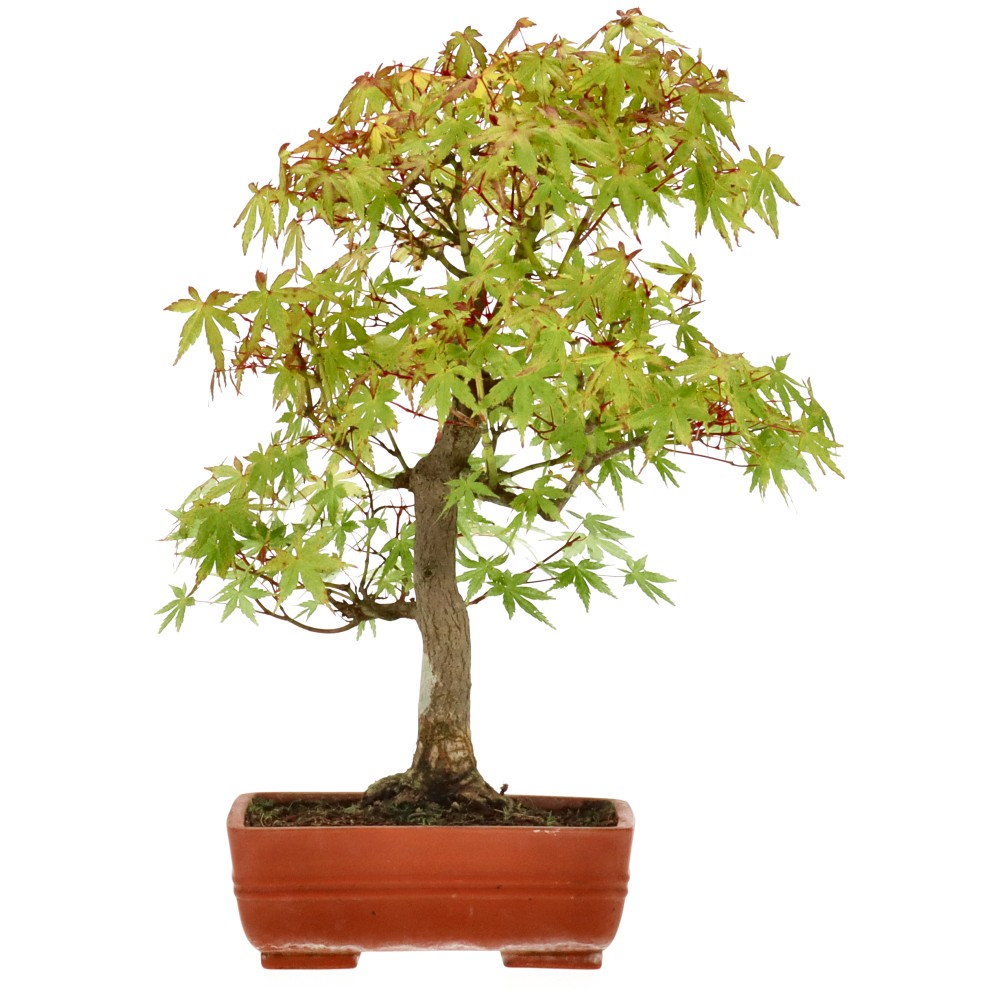 bonsai.fallbackImageTitle