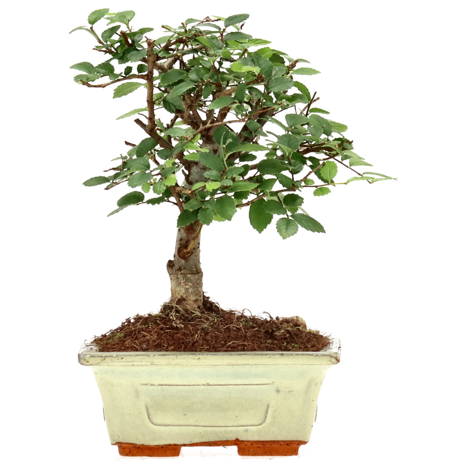 Chin. Ulme, ca. 6 J. (15 cm)