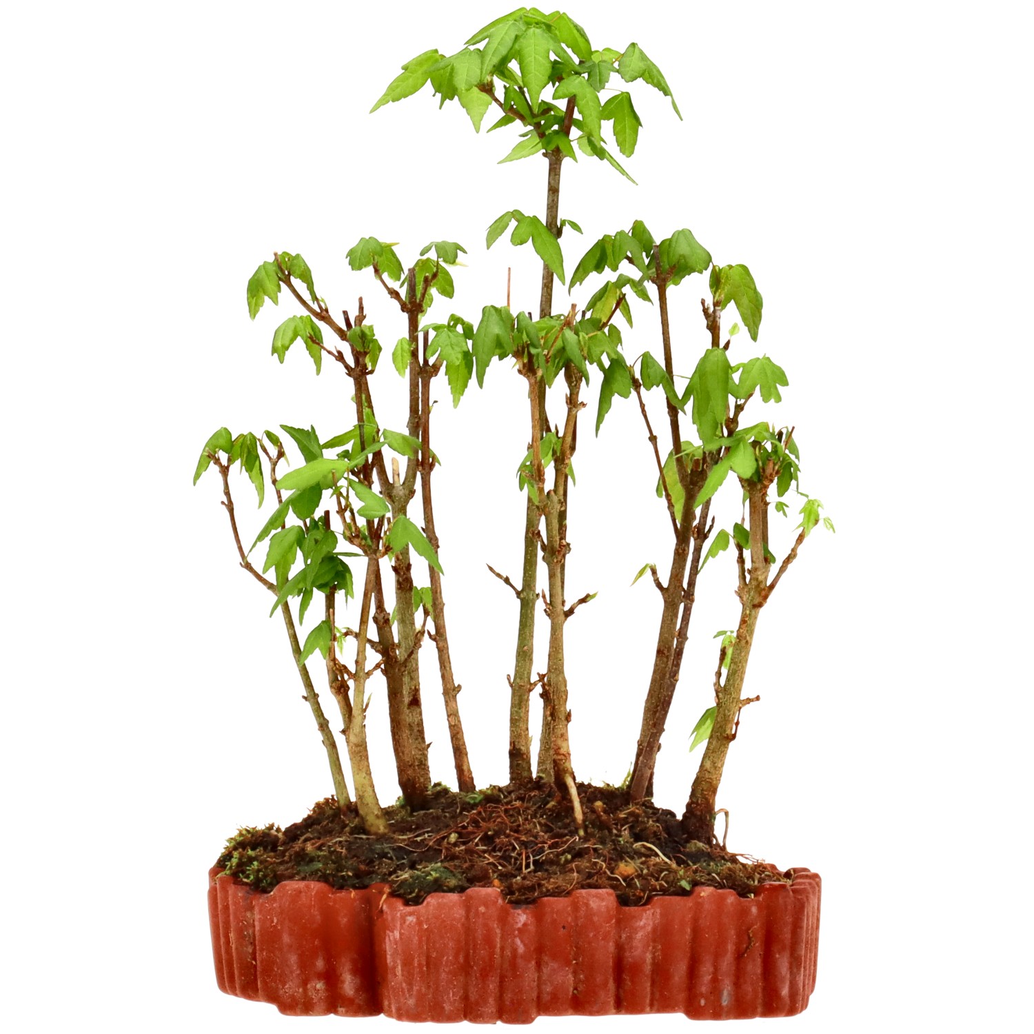 Érable trident, env. 3 ans (21 cm)