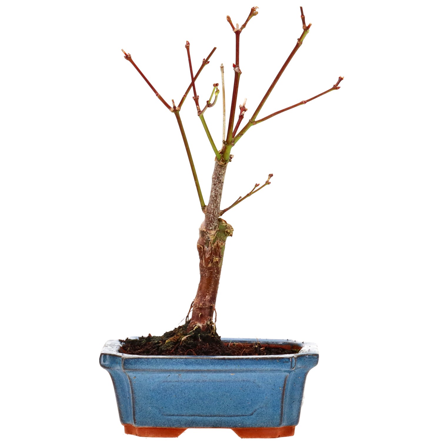 Jap. Maple (Atropurpureum), approx. 7 y. (24 cm)