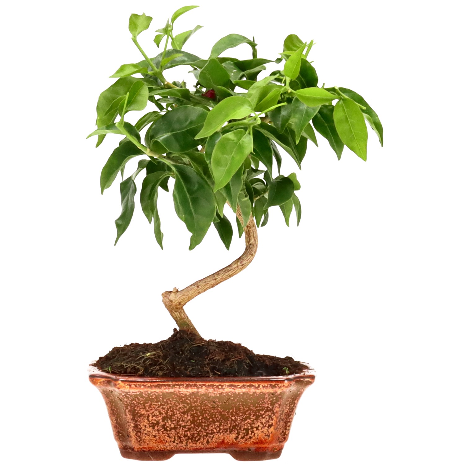 Bougainvillier, env. 8 ans (24 cm)
