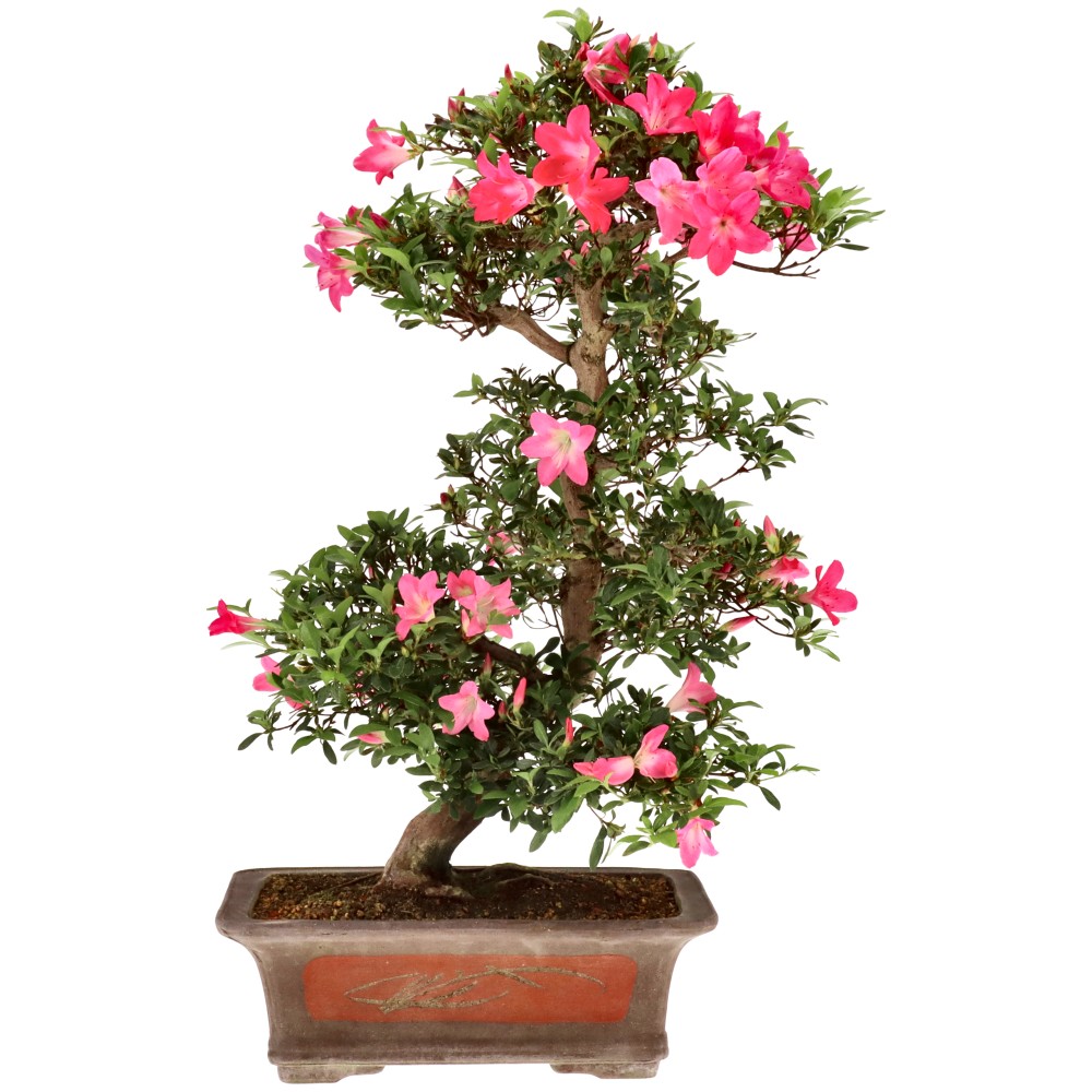 Jap. Azalee, ca. 20 J. (73 cm)