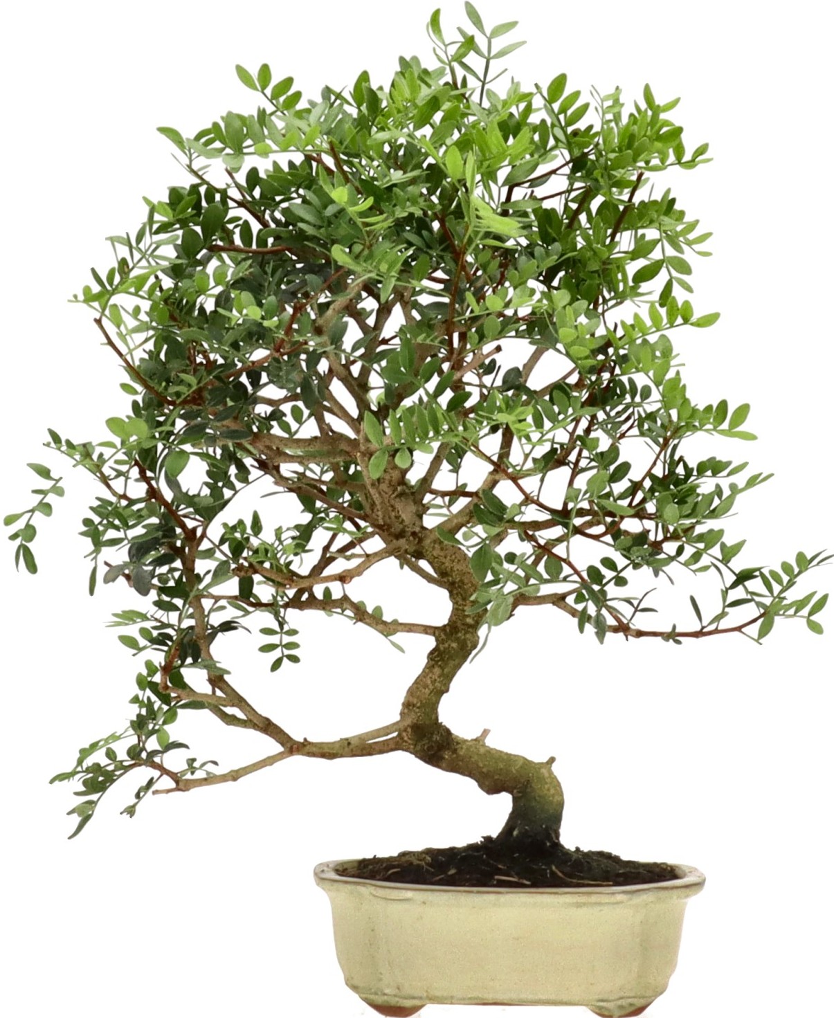 [K008] Pistacia, approx. 10 years