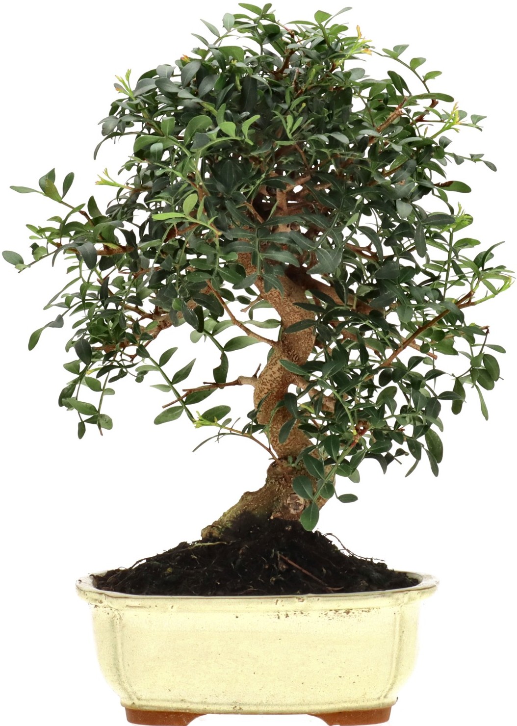 [K008] Pistacia vera, ca. 14 anni