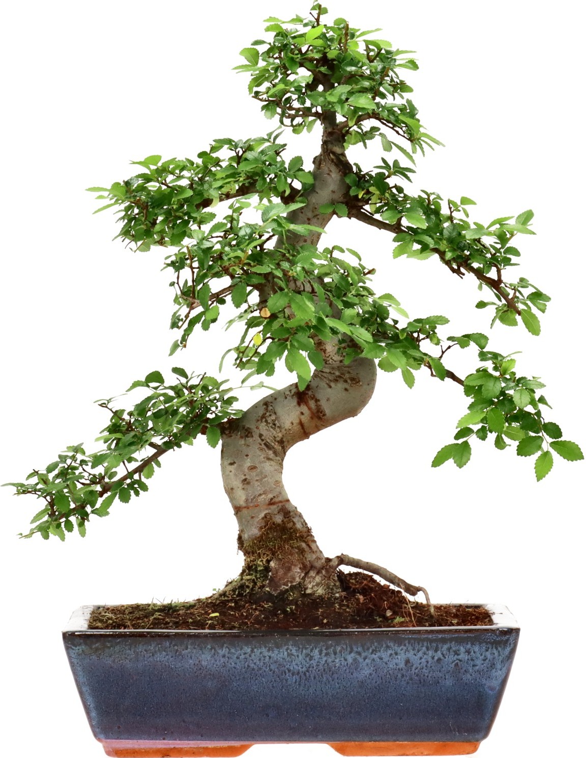 [Z031] Orme de Chine, env. 14 ans