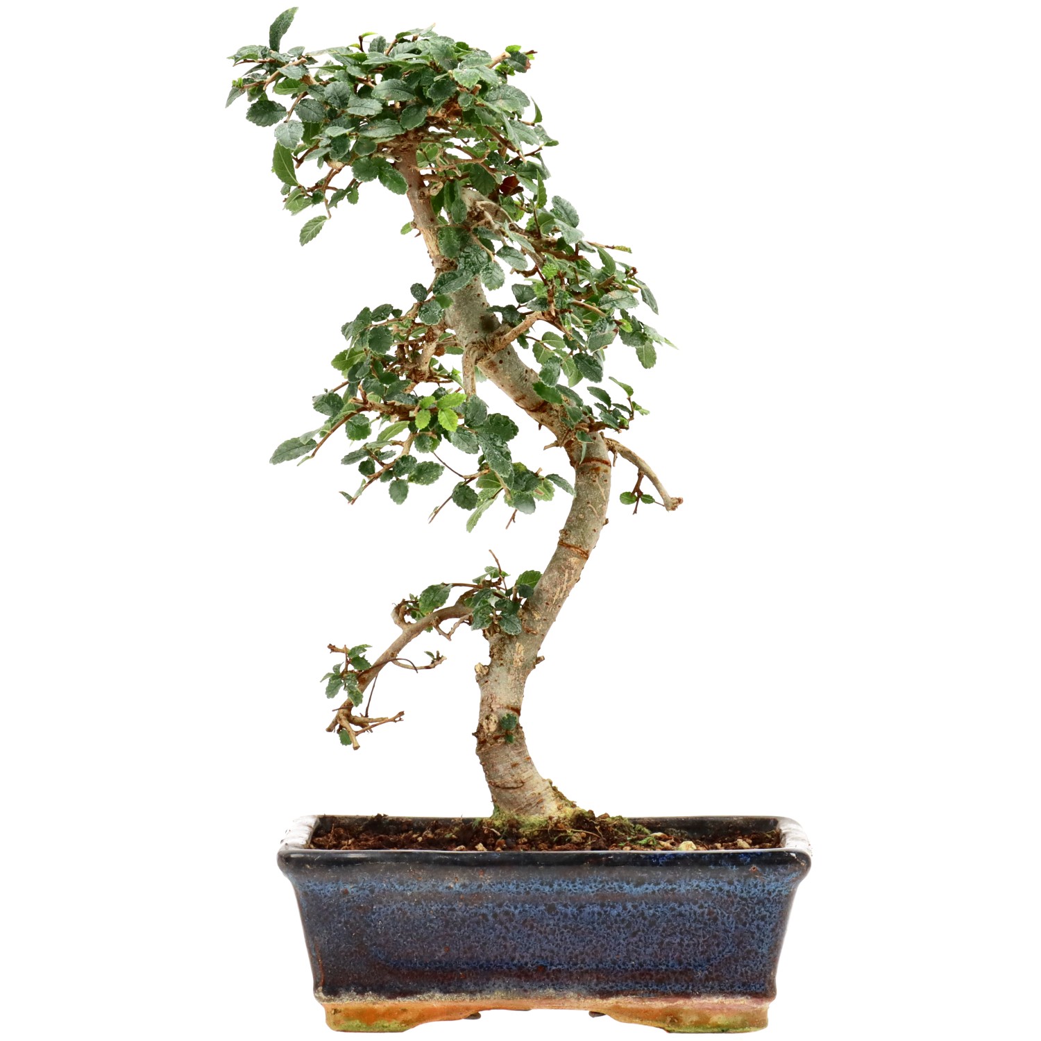 Olmo cinese, ca. 9 anni (29 cm)