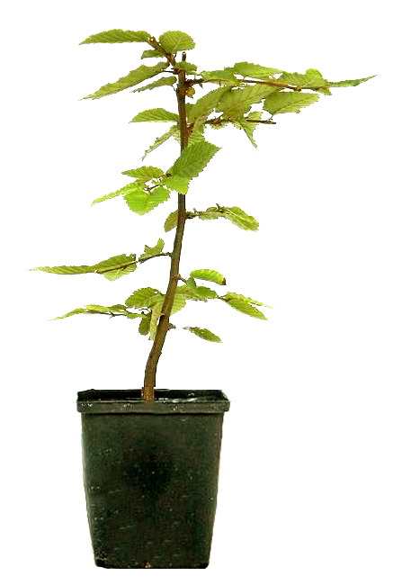 Carpino bianco, ca. 2 anni (10-25 cm)
