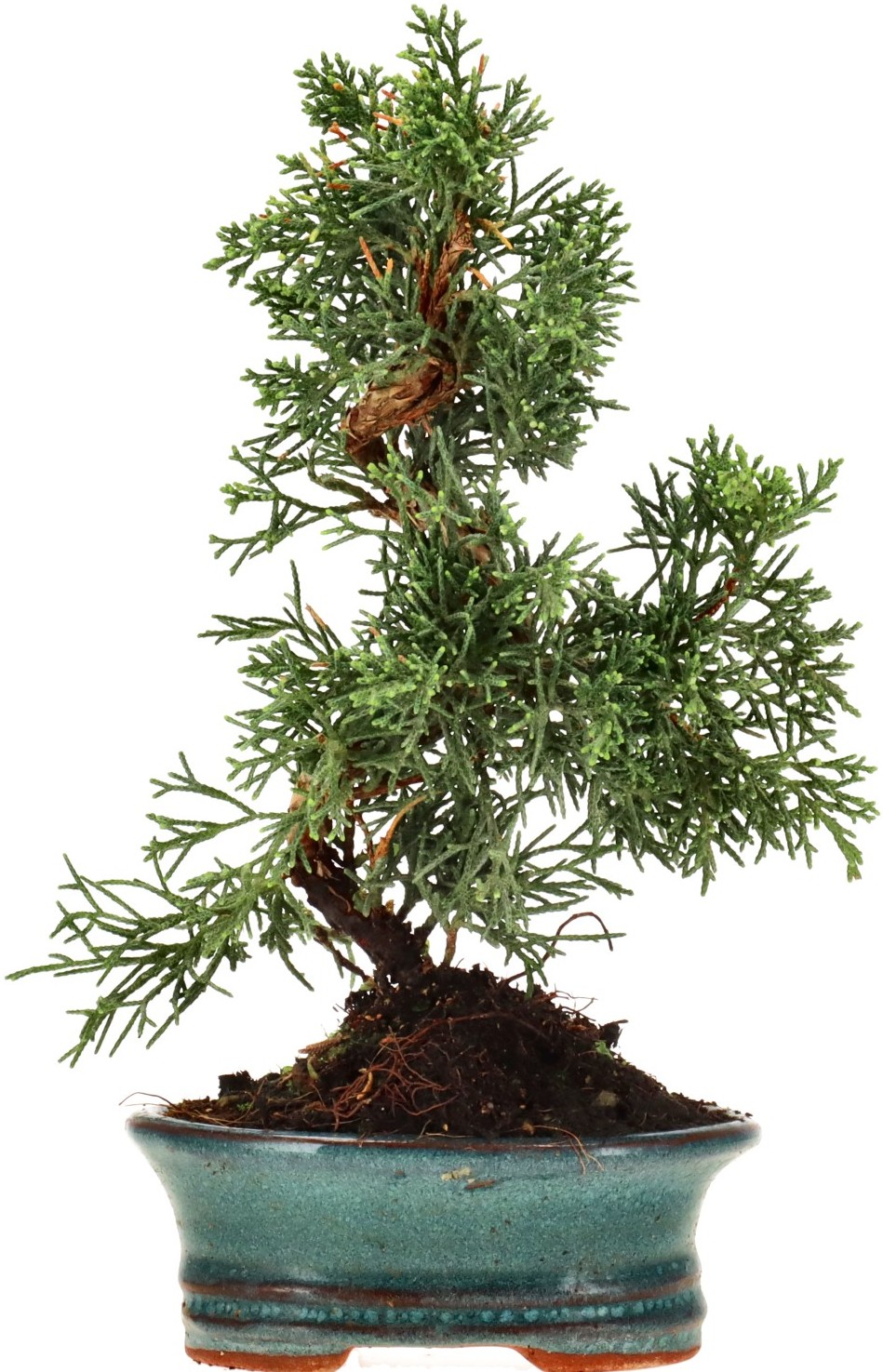 [N005] Chin. Wacholder (Kyushu), ca. 7 Jahre