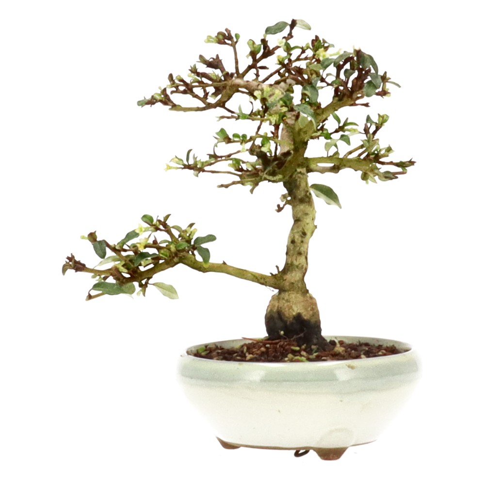 bonsai.fallbackImageTitle bonsai.fallbackImageTitle