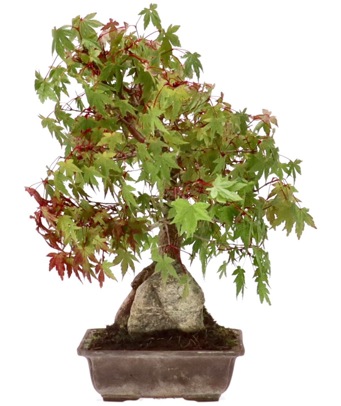bonsai.fallbackImageTitle bonsai.fallbackImageTitle