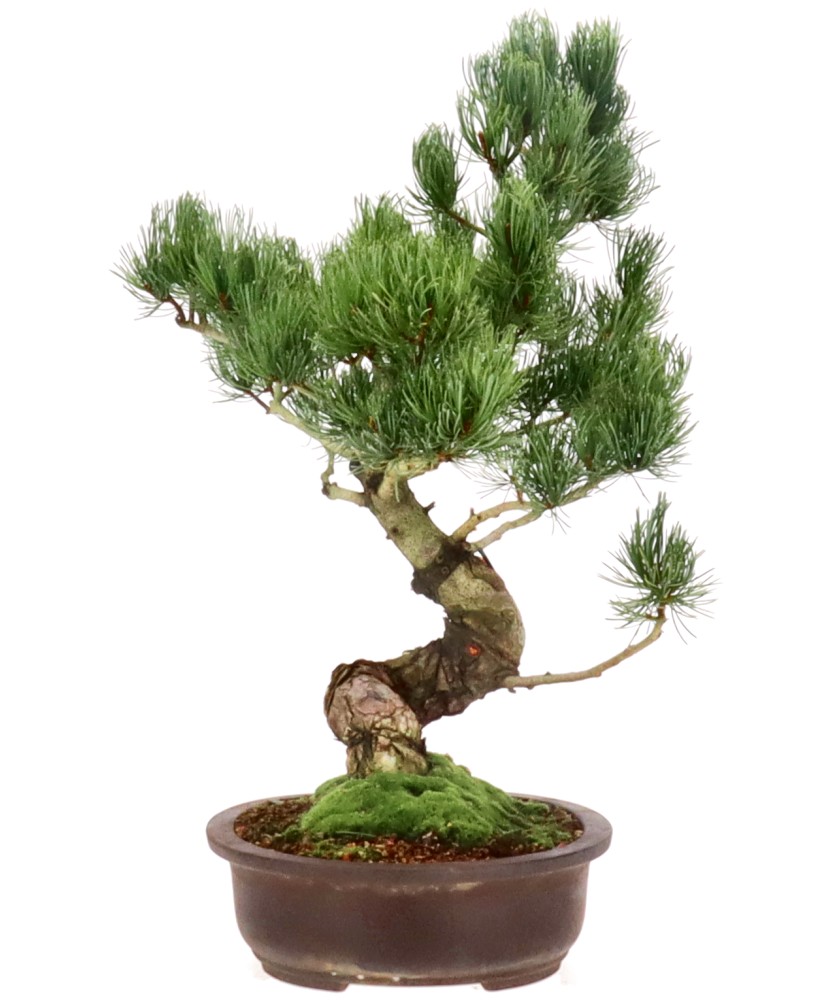 bonsai.fallbackImageTitle bonsai.fallbackImageTitle