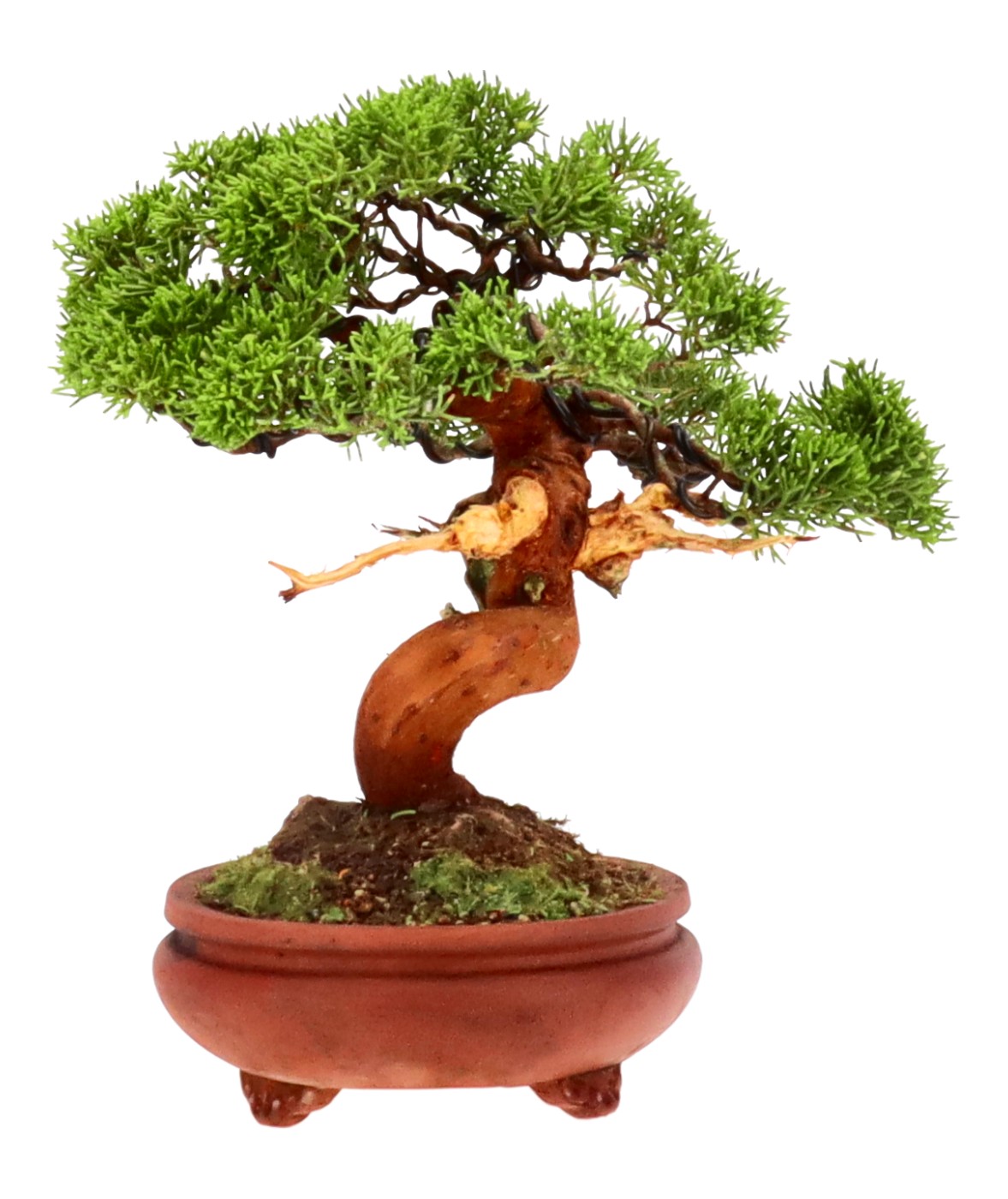 bonsai.fallbackImageTitle bonsai.fallbackImageTitle