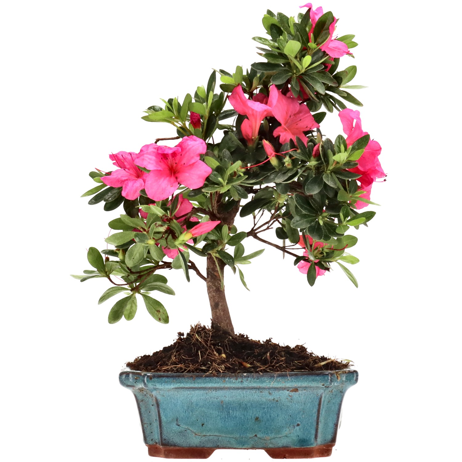 Azalea giapponese (Osakazuki), ca. 10 anni (27 cm)