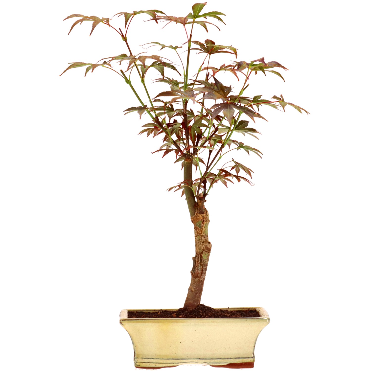 Érable du Japon (Atropurpureum), greffé, env. 9 ans (39 cm)