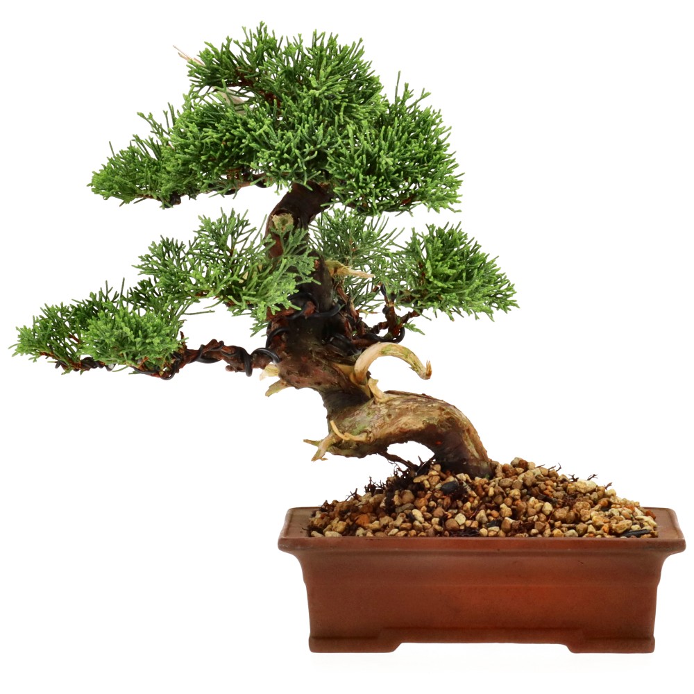 Enebro de China Itoigawa, aprox. 16 años (23 cm)