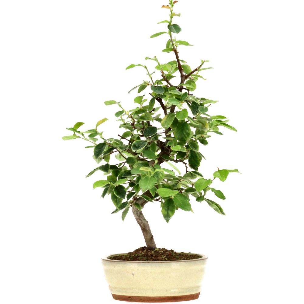 Chin. Quitte, ca. 15 J. (48 cm)