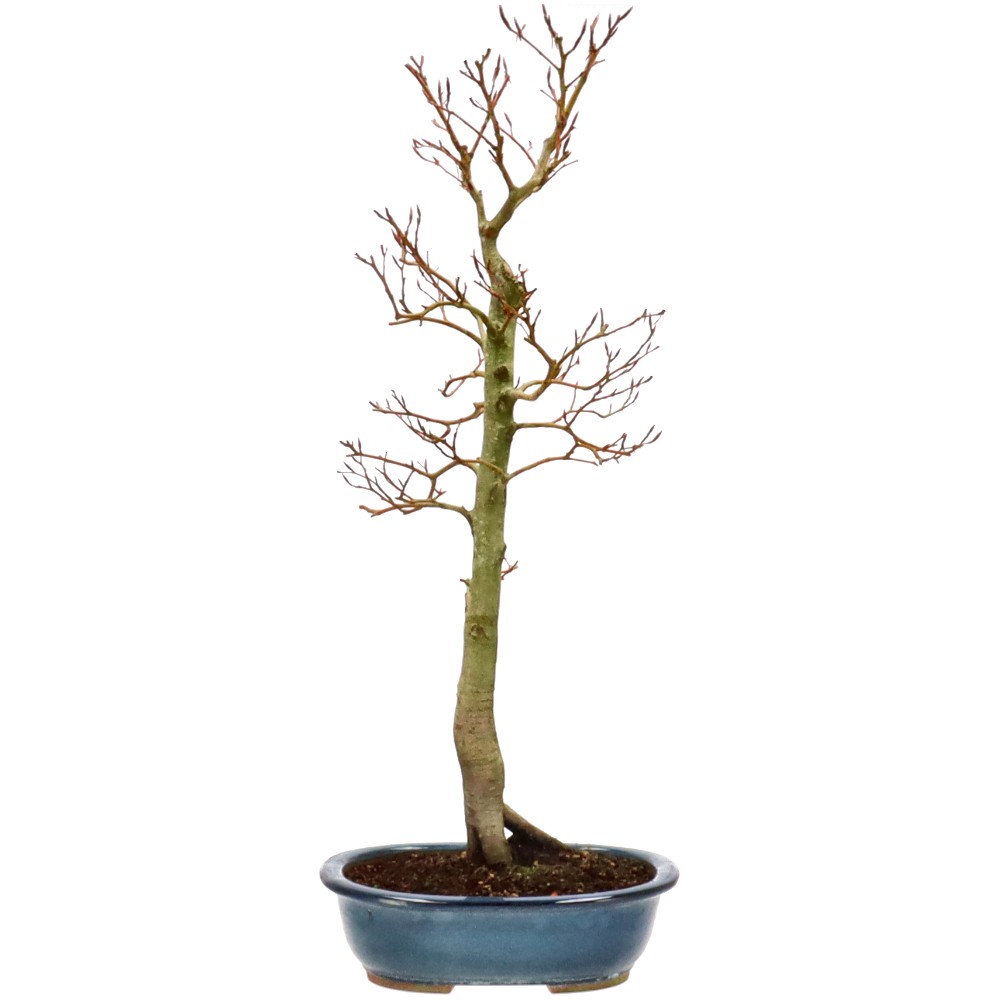 Fagus sylvatica, ca. 14 anni (77 cm)