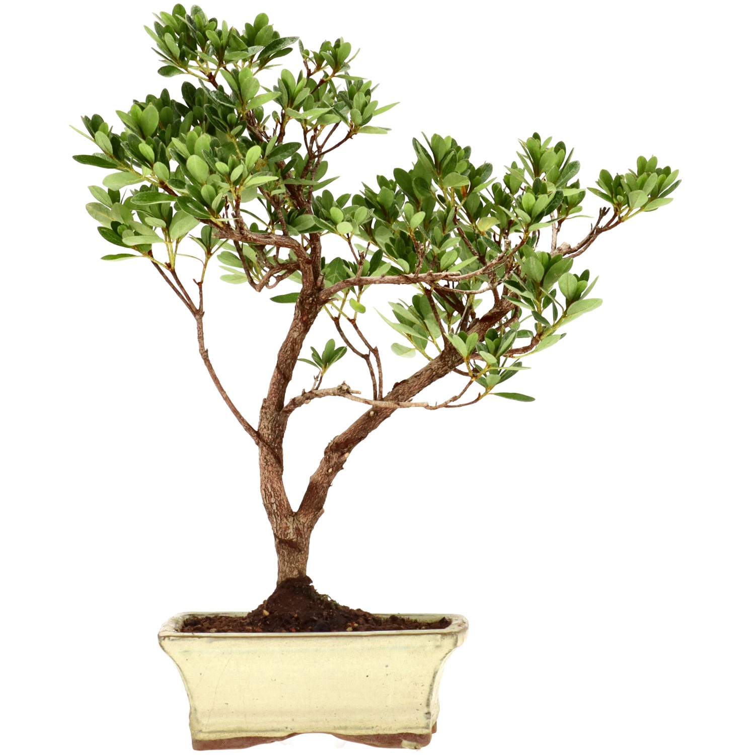 Japanese azalea (Osakazuki), approx. 7 y. (30 cm)
