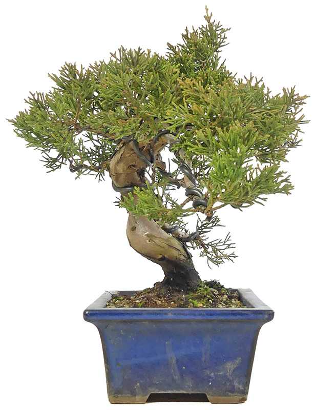 bonsai.fallbackImageTitle bonsai.fallbackImageTitle