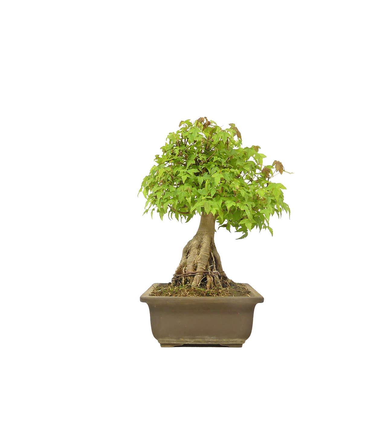 bonsai.fallbackImageTitle bonsai.fallbackImageTitle