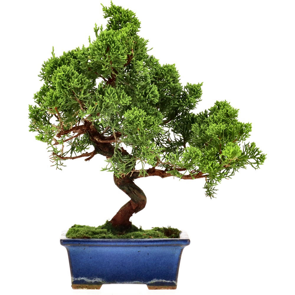 Enebro de China, aprox. 14 años (23 cm)