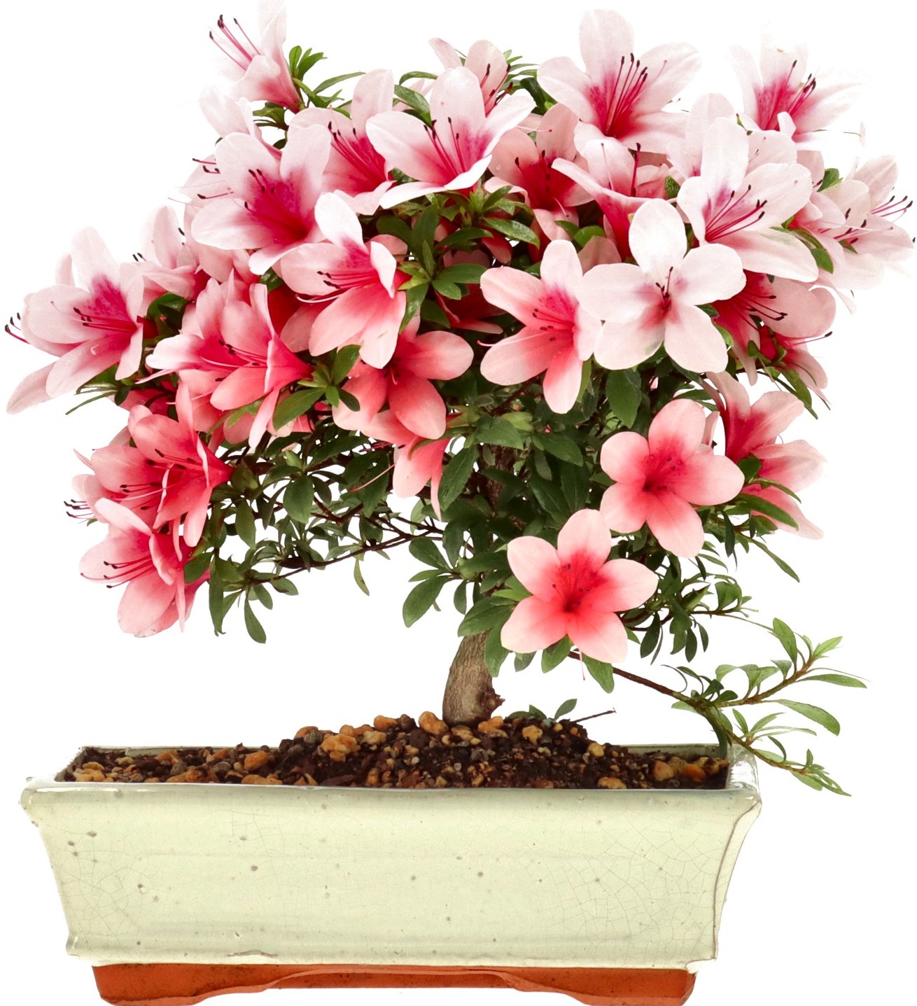 [B027] Azalea japónica, aprox. 12 annos