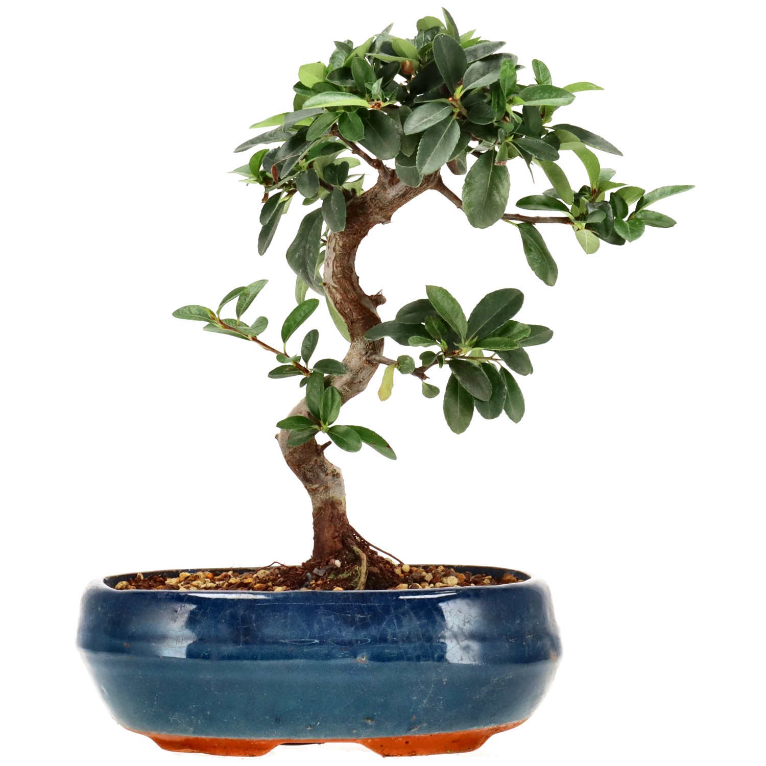 Feuerdorn, ca. 7 J. (23 cm)