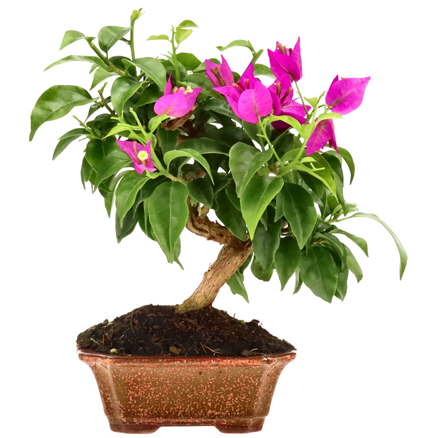 Bougainvillier, env. 8 ans (23 cm)