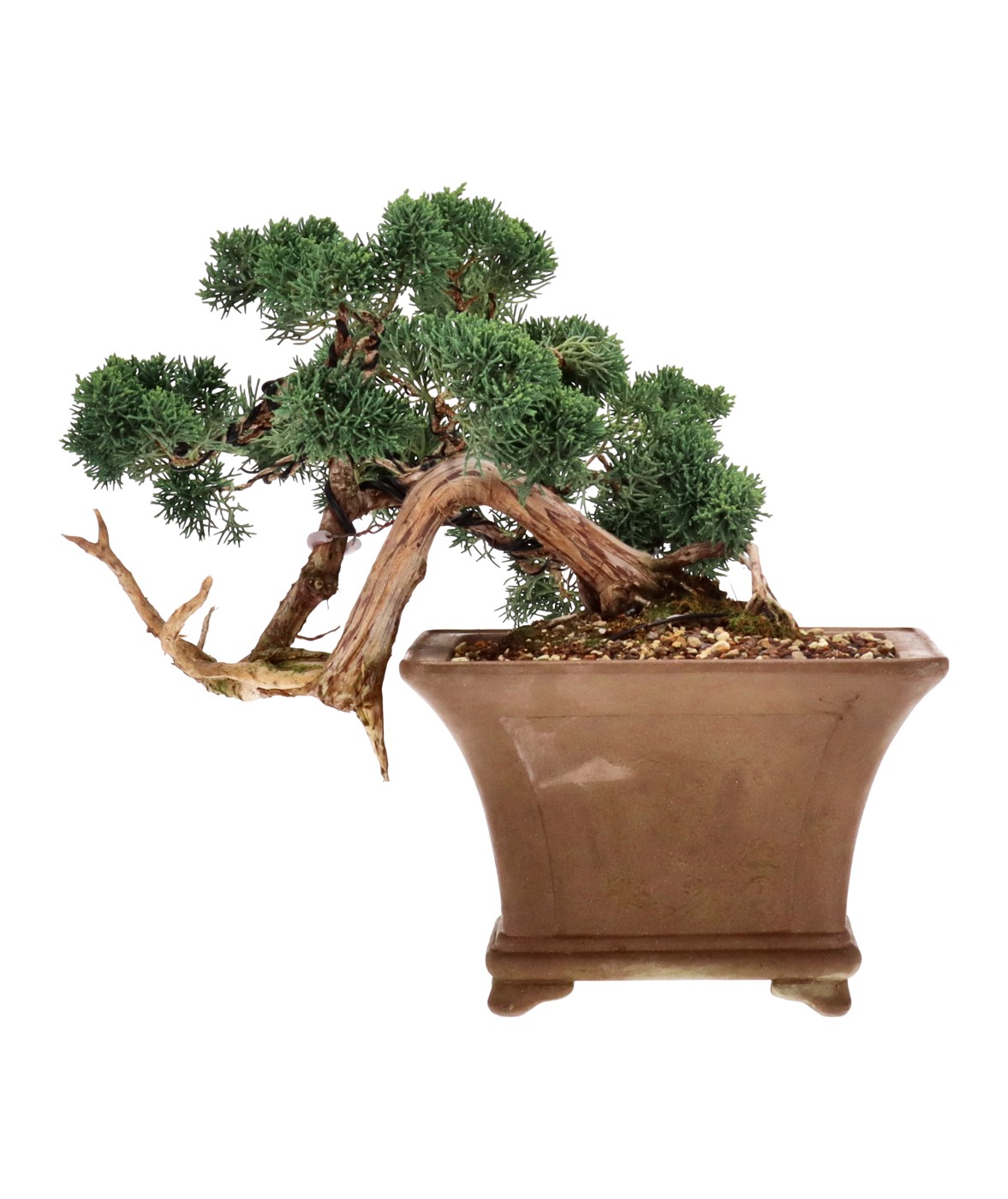 bonsai.fallbackImageTitle bonsai.fallbackImageTitle