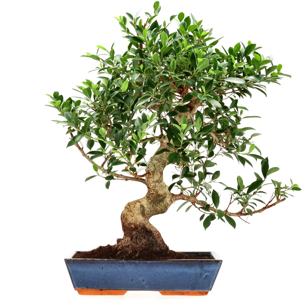 Chin. Feigenbaum (Retusa), ca. 20 J. (66 cm)