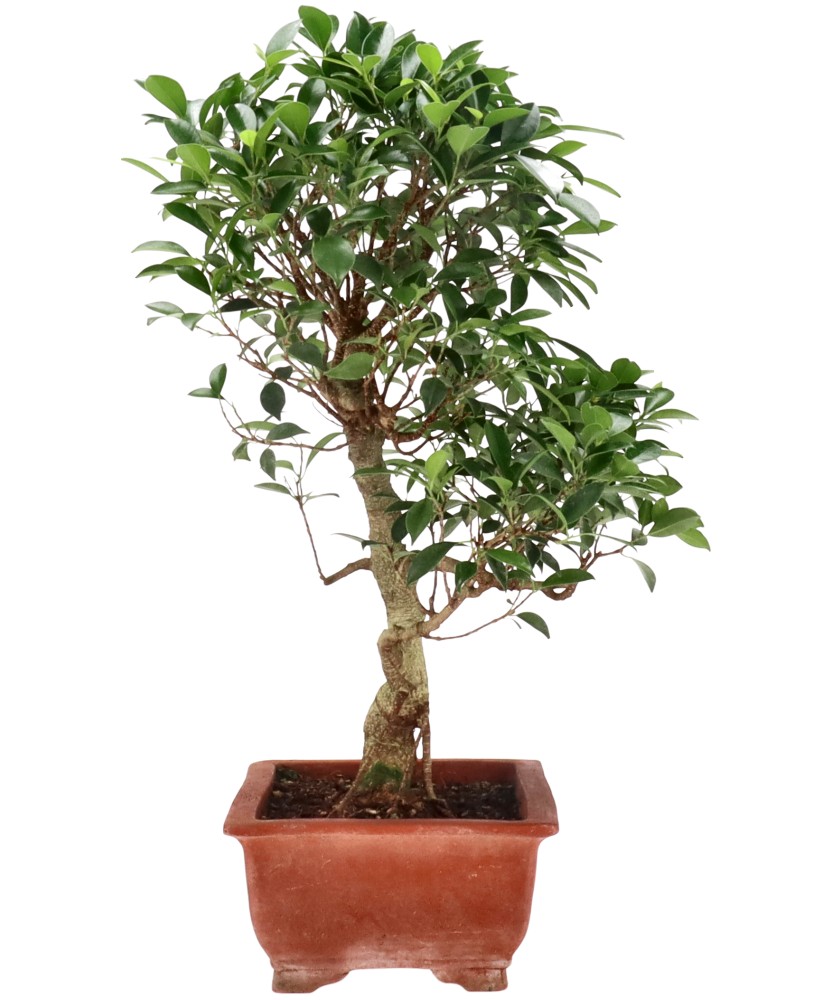 bonsai.fallbackImageTitle bonsai.fallbackImageTitle