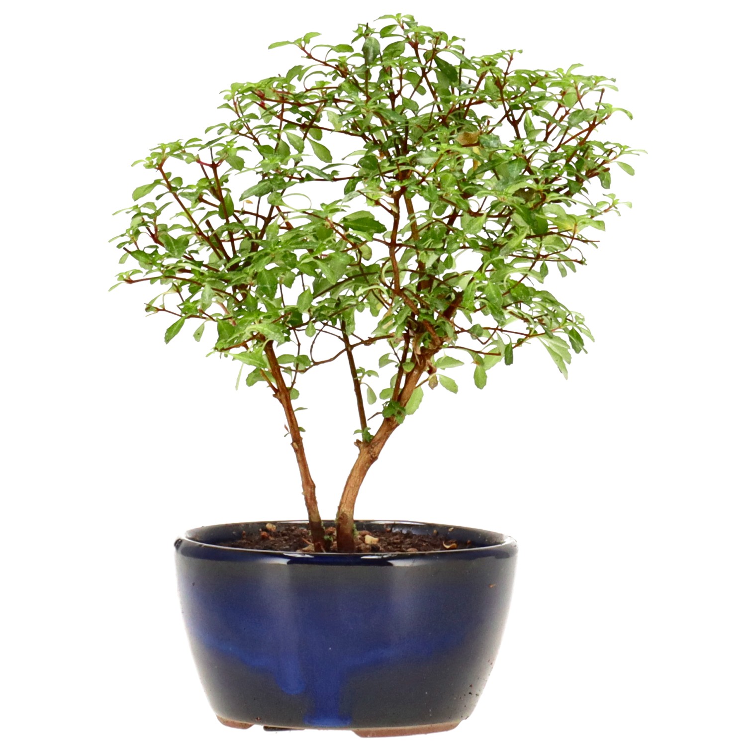 Fuchsie, ca. 1 J. (14 cm)