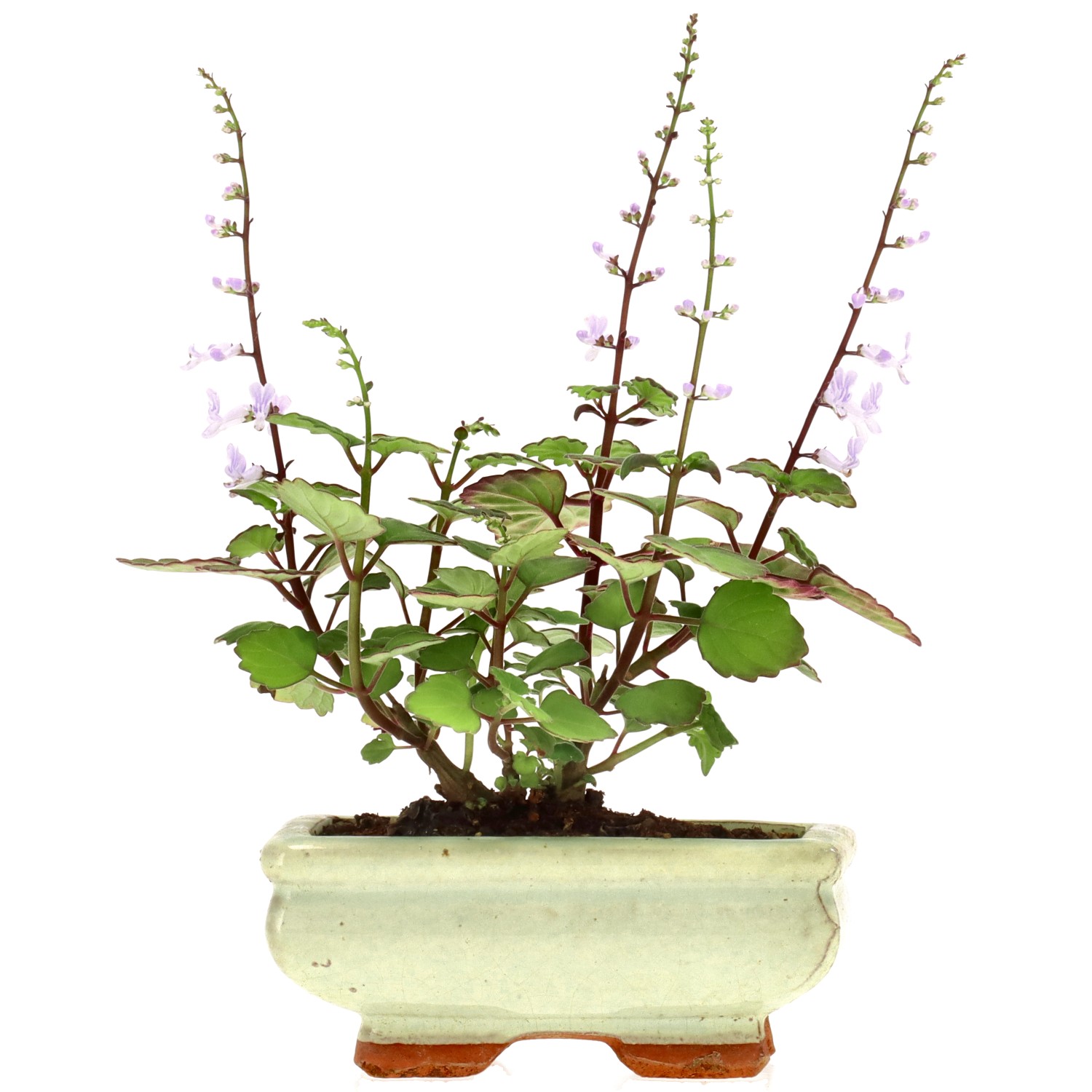 Plectranthus, env. 1 ans (13 cm)
