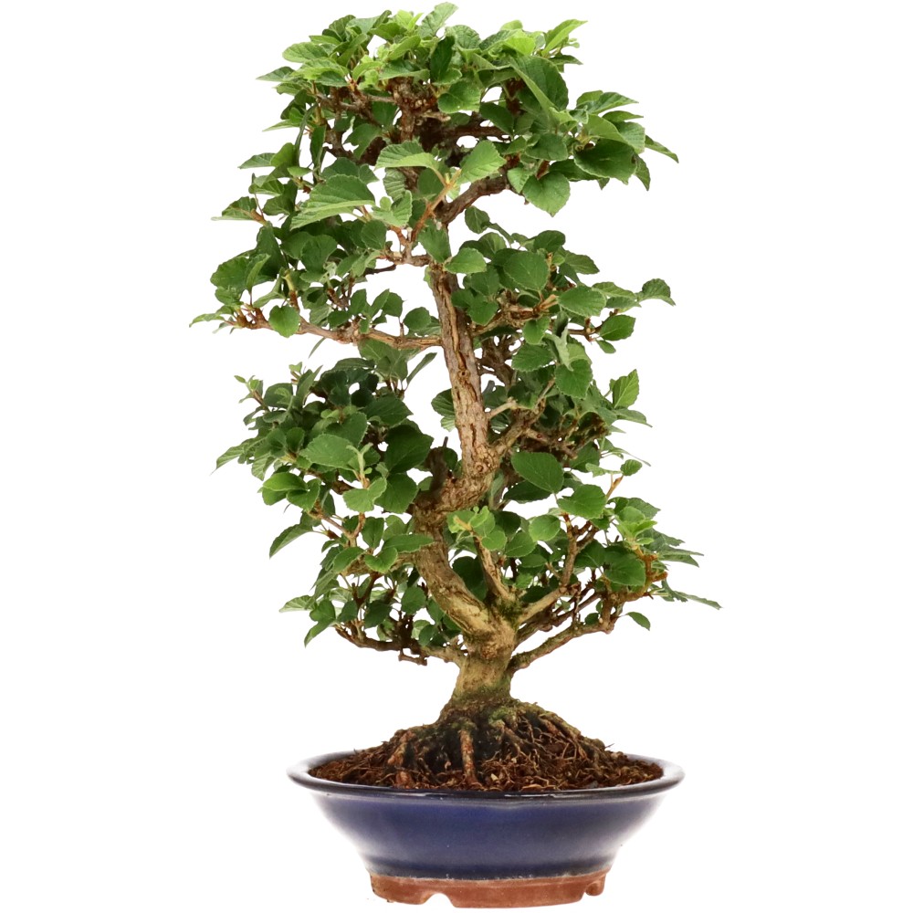 bonsai.fallbackImageTitle