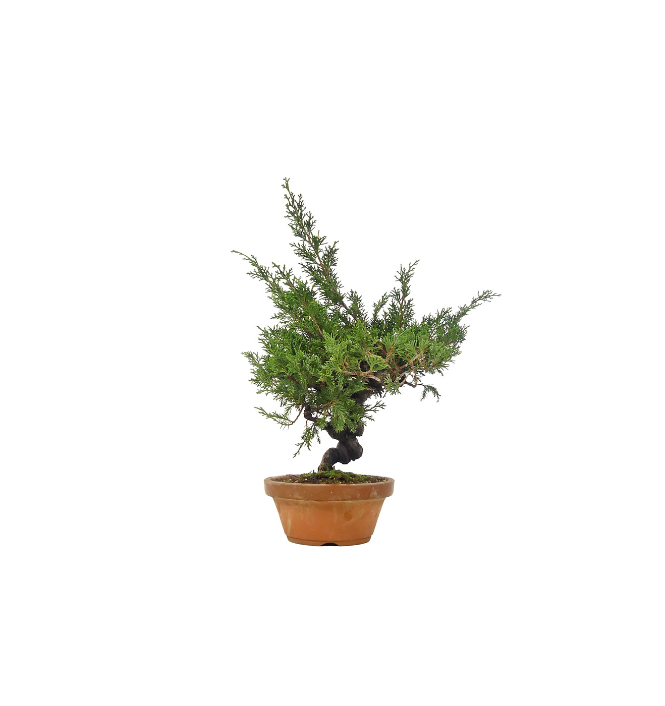 bonsai.fallbackImageTitle bonsai.fallbackImageTitle