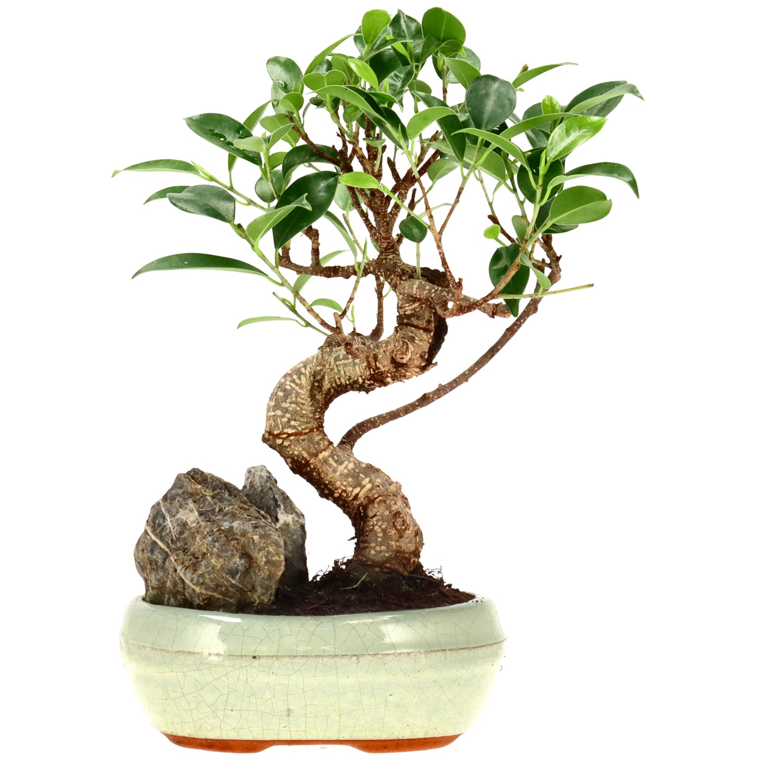 Chin. Feigenbaum (Retusa), ca. 9 J. (24 cm)