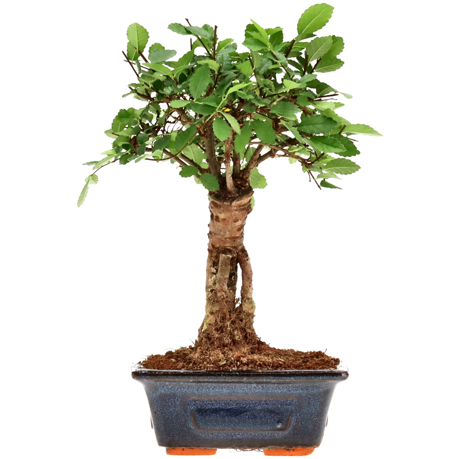 Orme de Chine, env. 6 ans (20 cm)
