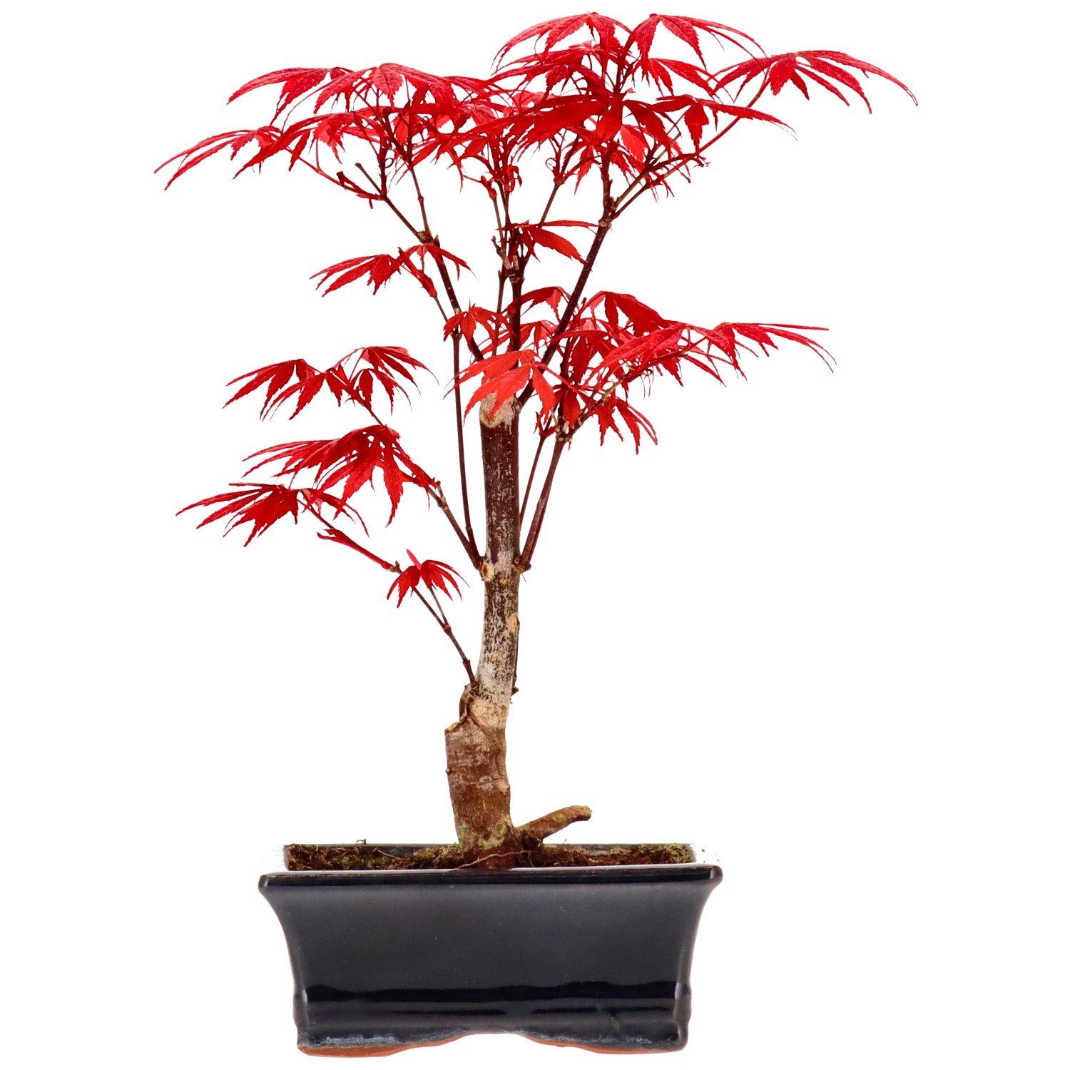 Jap. Fächerahorn (Atropurpureum), veredelt, ca. 7 J. (23 cm)