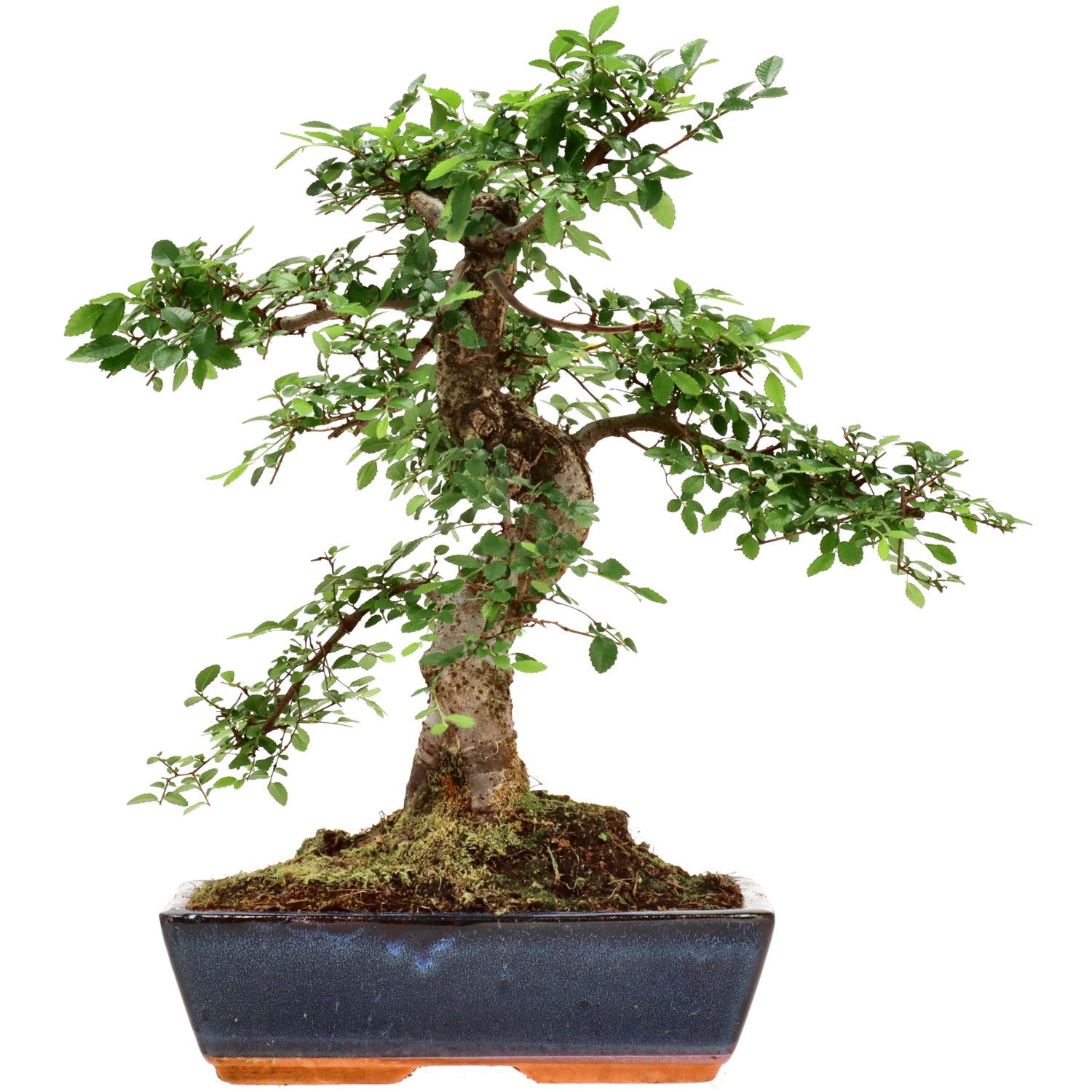 Orme de Chine, env. 14 ans (39 cm)