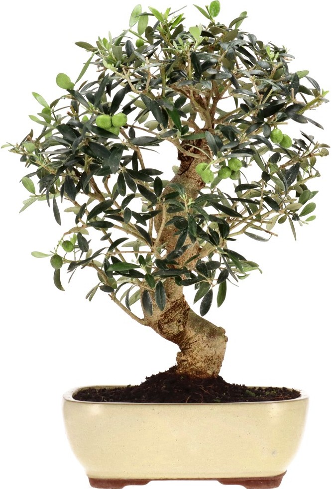 [K009] Olive tree, approx. 20 years