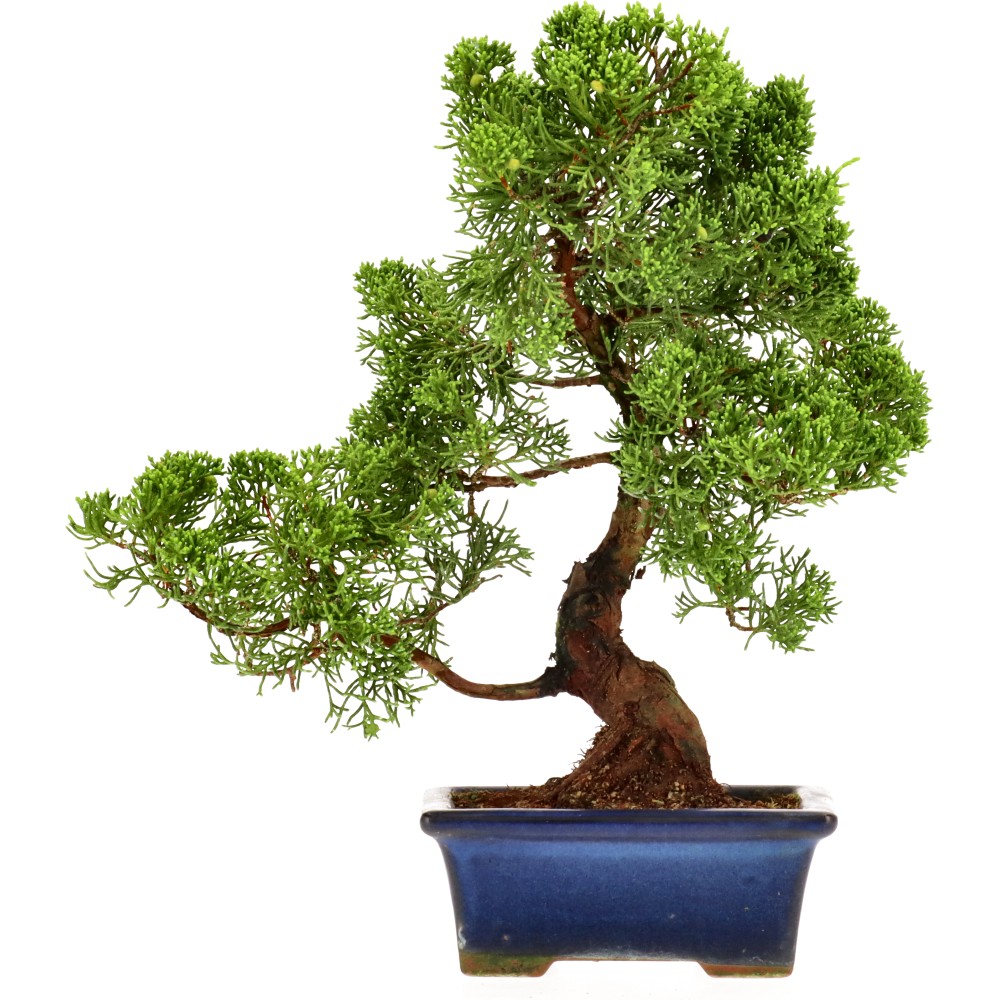 Enebro de China, aprox. 14 años (26 cm)