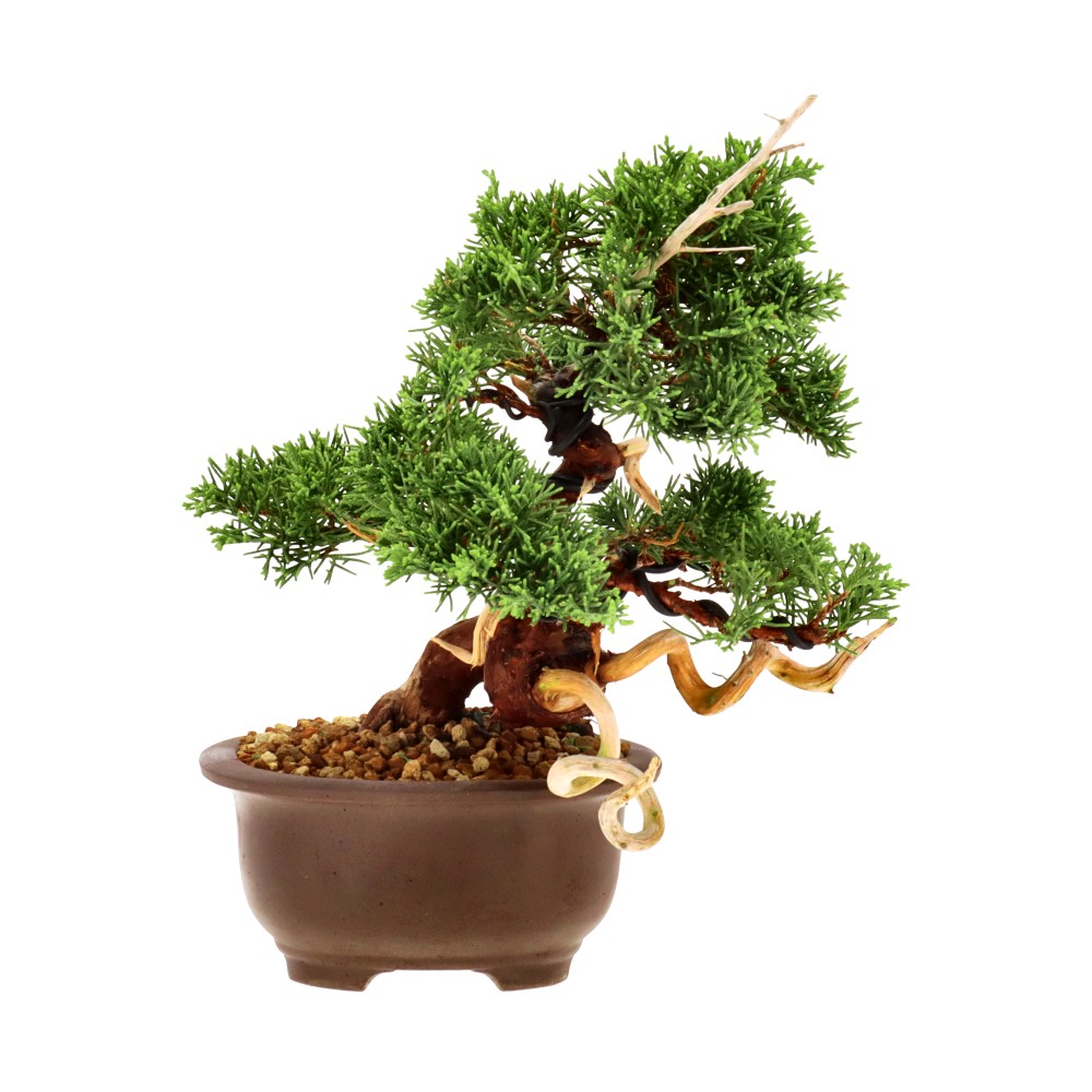 bonsai.fallbackImageTitle