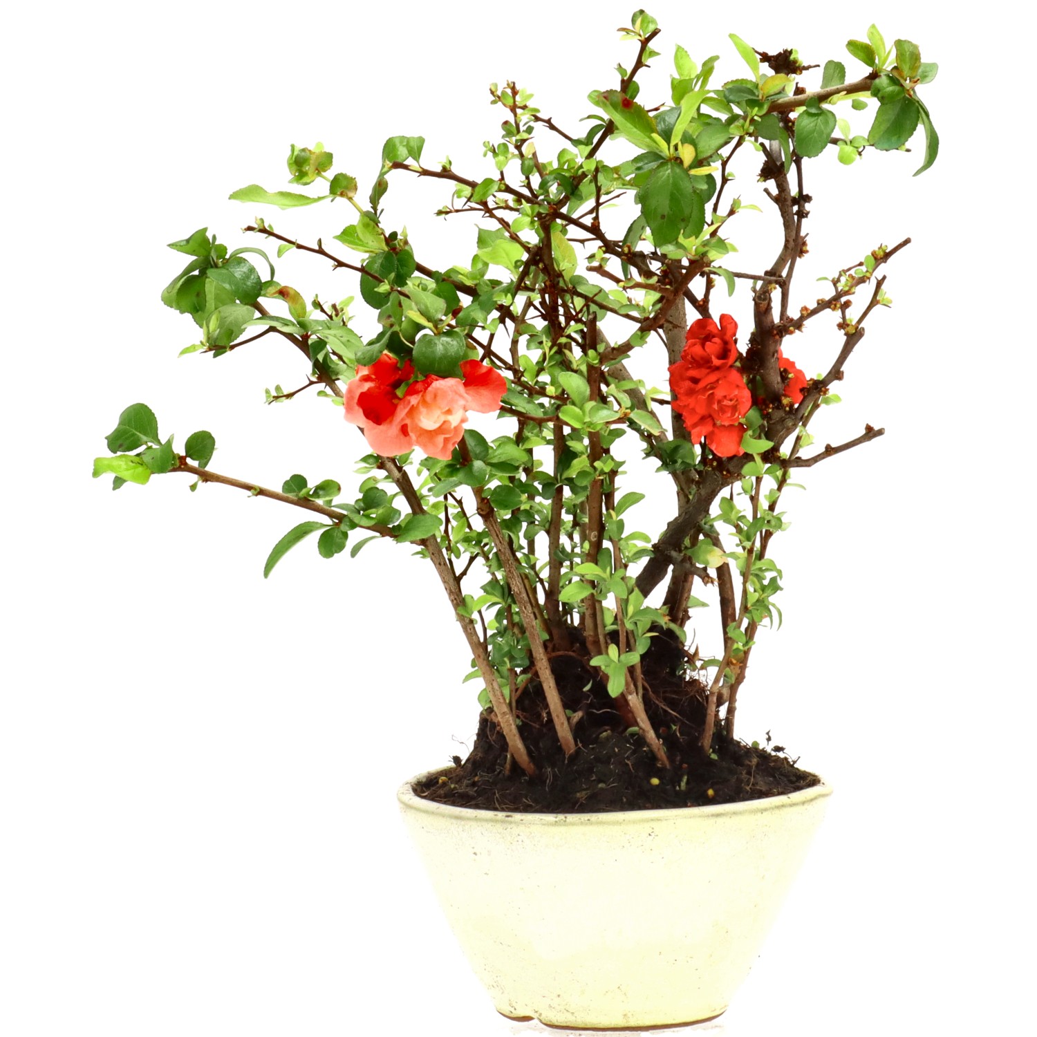 Chaenomeles speciosa, env. 10 ans (26 cm)