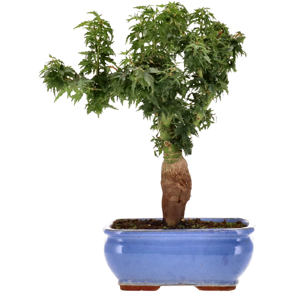 Acer palm. Shishigashira, aprox. 12 años (29 cm)