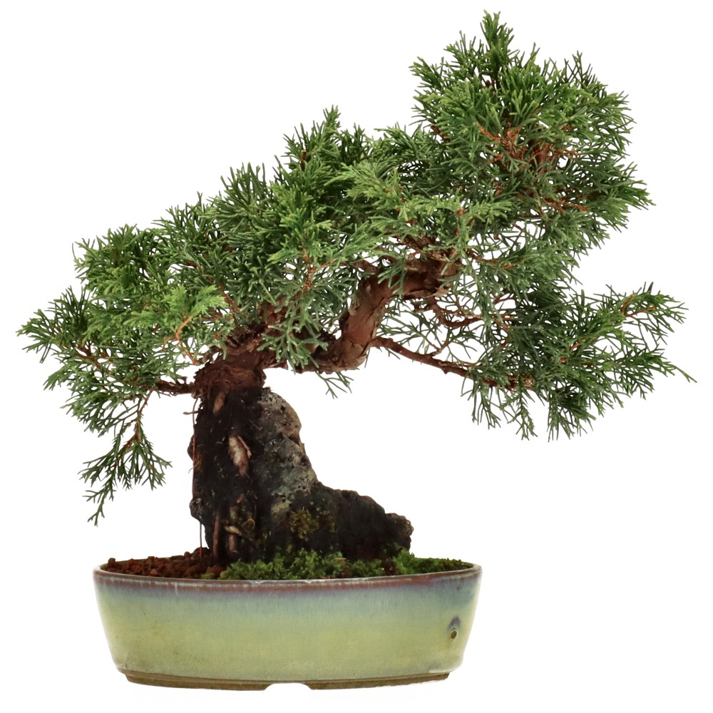 Chin. Wacholder, ca. 15 J. (24 cm)